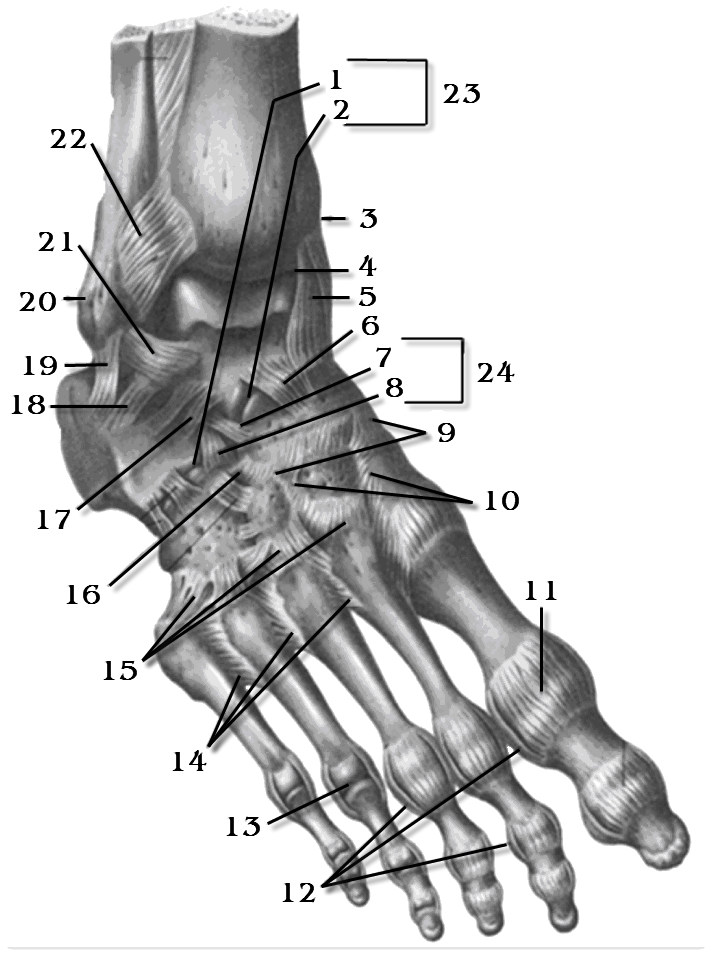 Голеностопный сустав поверхности. Ладьевидная кость запястье анатомия. Анатомия кубовидной кости. Строение ступни человека кости. 3 Плюсневая кости кисти.