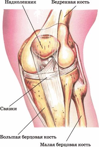 Строение колена. Коленный сустав строение анатомия. Строение коленного сустава человека анатомия. Строение коленного сустава биология. Строение коленного сустава биология 8 класс.