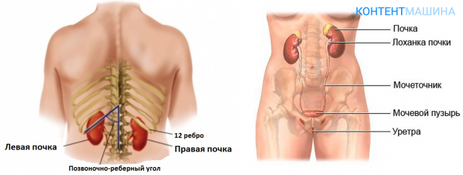 Колет органы. Где расположены почки у человека. Где располагаются почки у человека. Показать где находятся почки у человека. Анатомия человека почки расположение и рисунок.