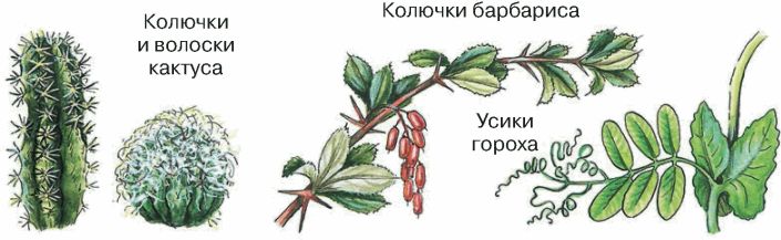 Какие видоизменения листьев изображены на рисунке у кактуса гороха росянки саррацении непентеса алоэ