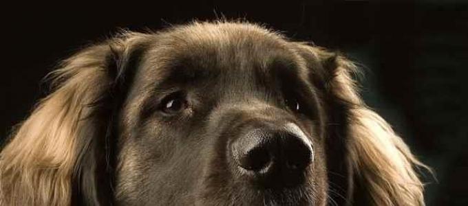 Tafsir Mimpi Anjing Gembala Kaukasia