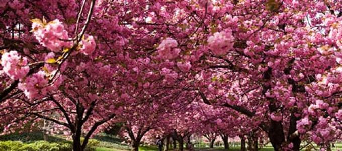夢の中で桜の花を見た