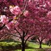 Ako ste u snu sanjali trešnjine cvjetove